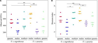 Midgut Bacterial Communities of Vespa velutina Lepeletier (Hymenoptera: Vespidae)